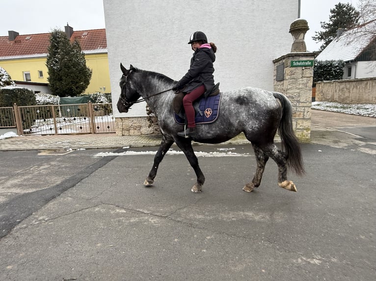 Autres races Jument 5 Ans 160 cm Rouan bleu in Gleina