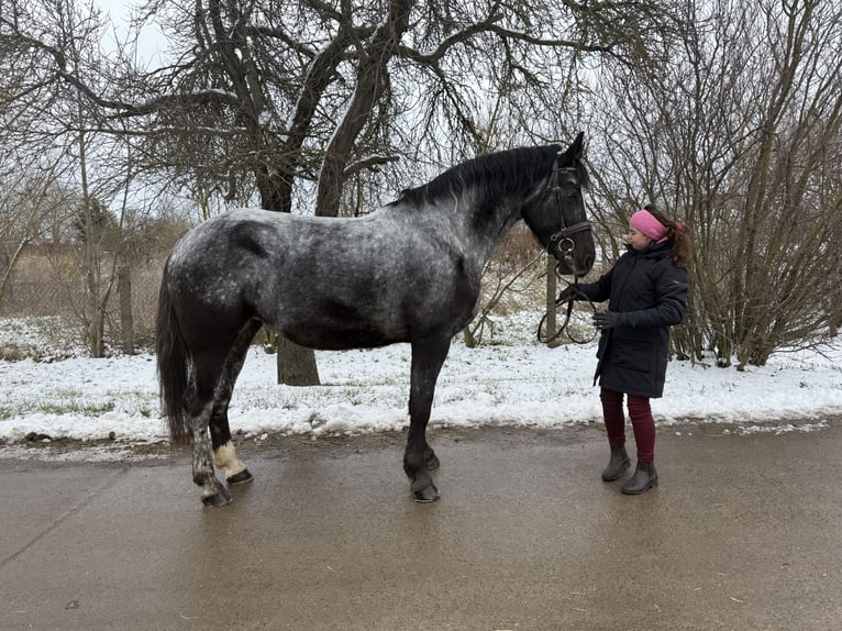 Autres races Jument 5 Ans 160 cm Rouan bleu in Gleina