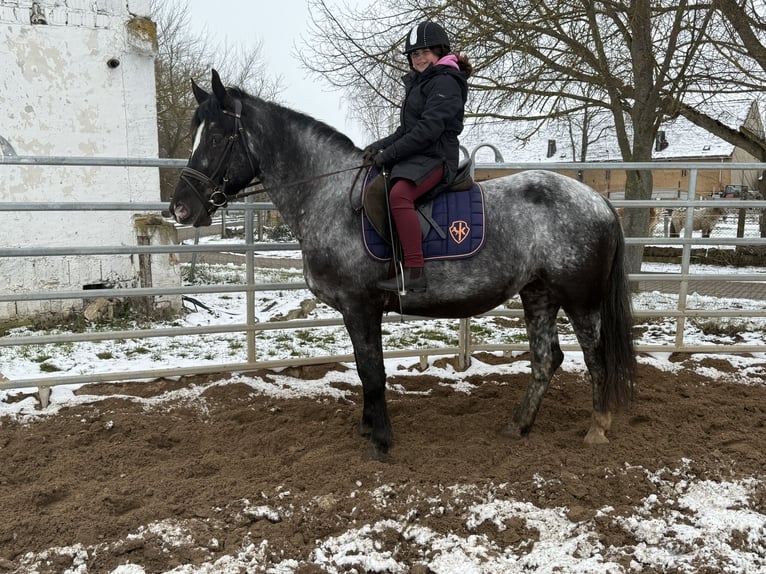 Autres races Jument 5 Ans 160 cm Rouan bleu in Gleina