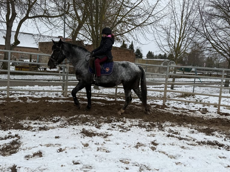 Autres races Jument 5 Ans 160 cm Rouan bleu in Gleina