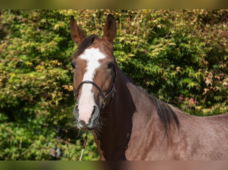 Autres races Jument 5 Ans 161 cm Sabino in Aletshausen