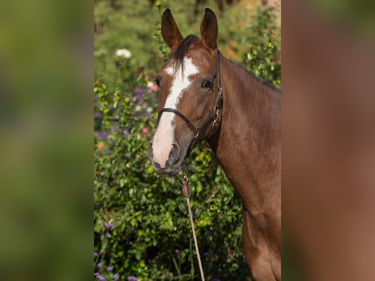 Autres races Jument 5 Ans 161 cm Sabino in Aletshausen