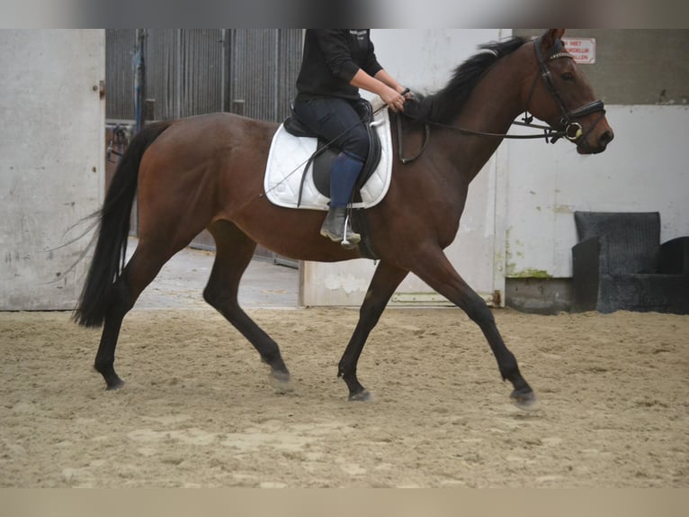 Autres races Jument 5 Ans 162 cm Bai brun in Wuustwezel