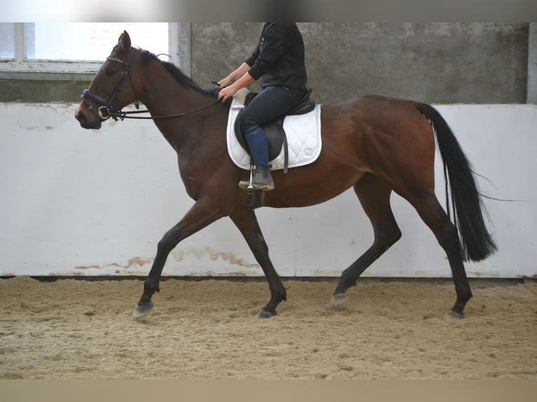 Autres races Jument 5 Ans 162 cm Bai brun in Wuustwezel