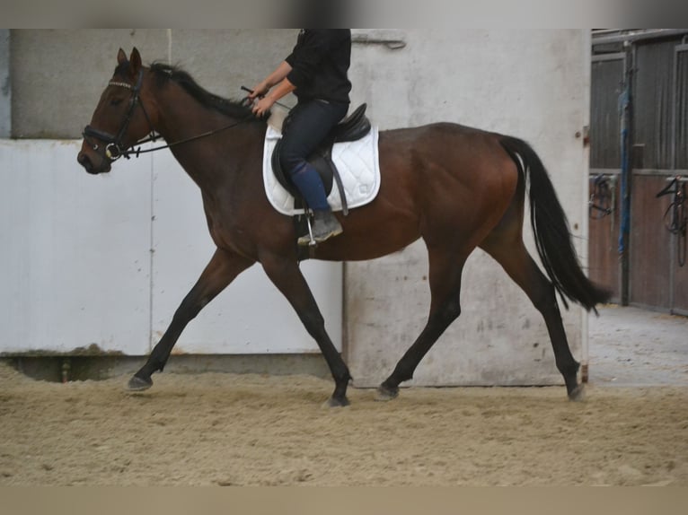 Autres races Jument 5 Ans 162 cm Bai brun in Wuustwezel