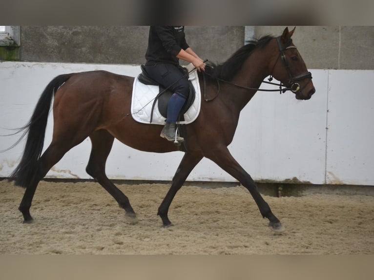 Autres races Jument 5 Ans 162 cm Bai in Breda