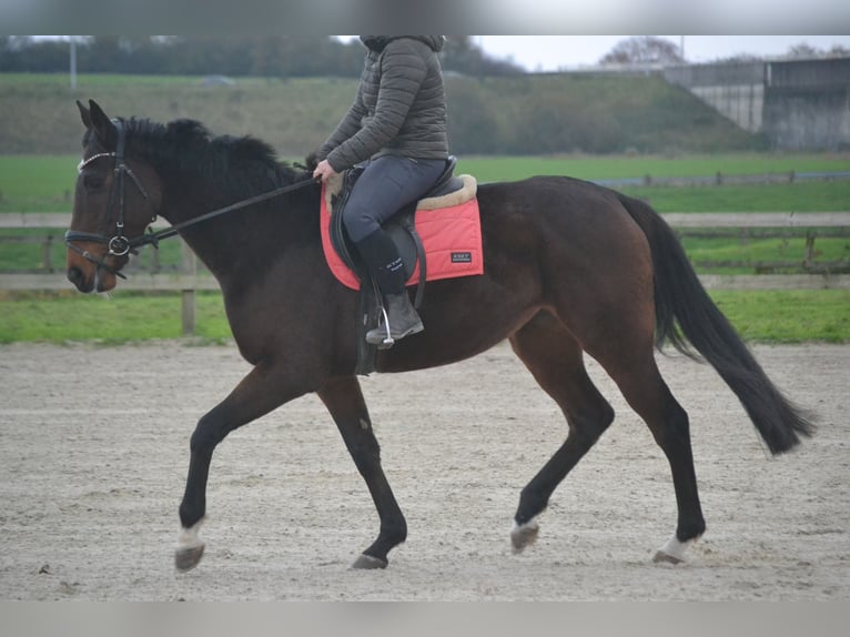 Autres races Jument 5 Ans 163 cm Bai brun in Breda