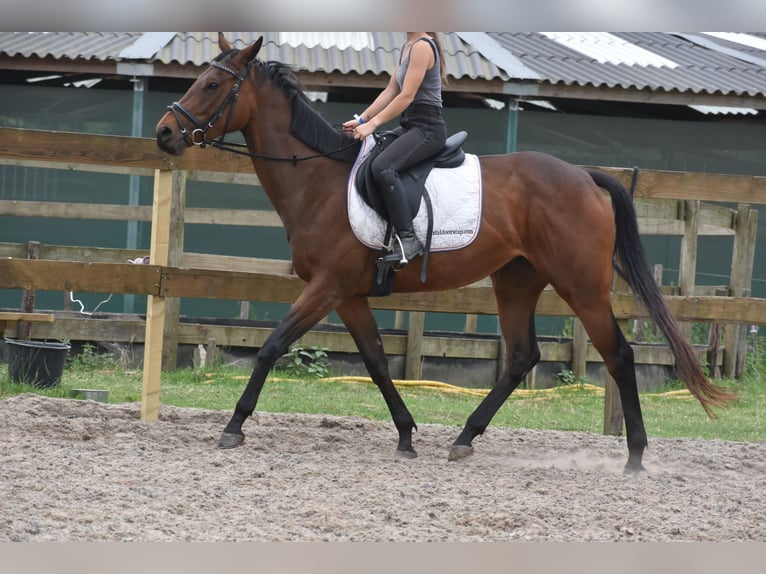 Autres races Jument 5 Ans 163 cm Bai in Achtmaal