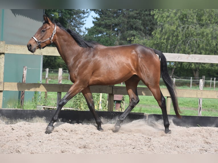 Autres races Jument 5 Ans 163 cm Bai in Achtmaal