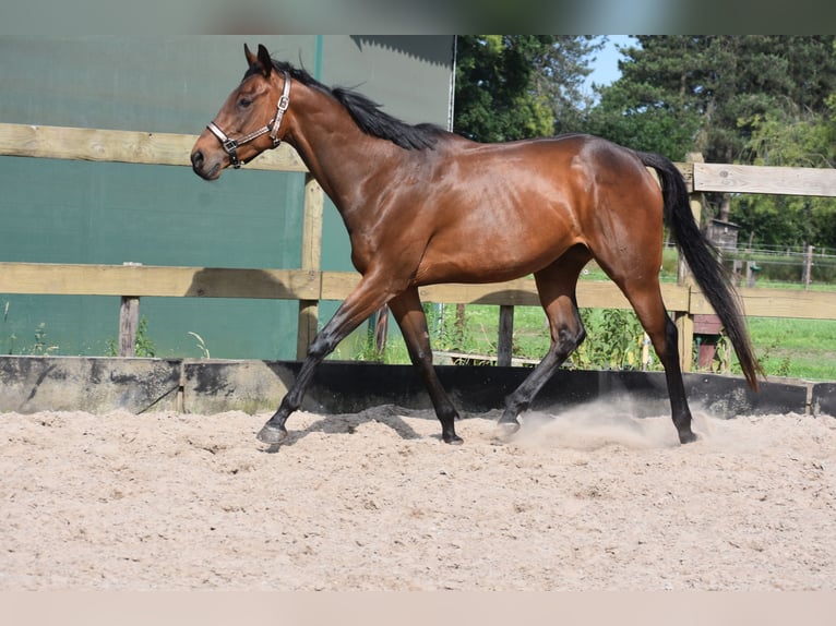 Autres races Jument 5 Ans 163 cm Bai in Achtmaal