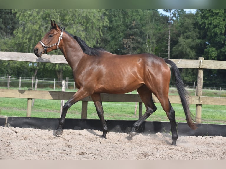 Autres races Jument 5 Ans 163 cm Bai in Achtmaal