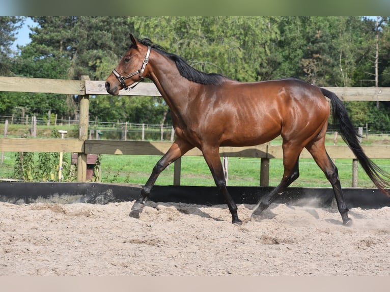 Autres races Jument 5 Ans 163 cm Bai in Achtmaal