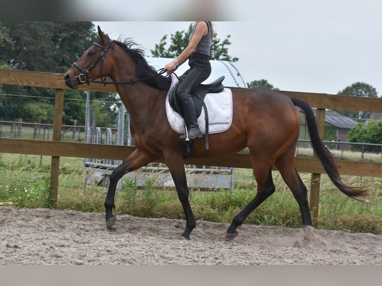 Autres races Jument 5 Ans 163 cm Bai in Achtmaal