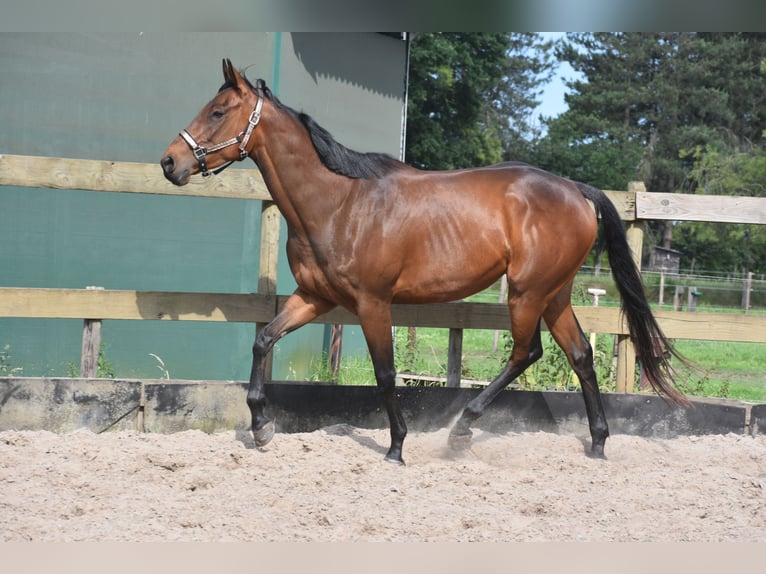 Autres races Jument 5 Ans 163 cm Bai in Achtmaal