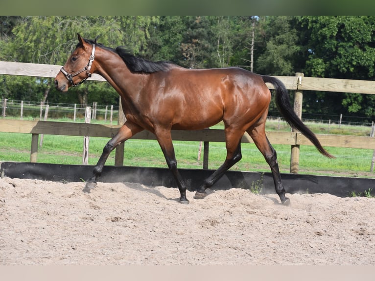 Autres races Jument 5 Ans 163 cm Bai in Achtmaal