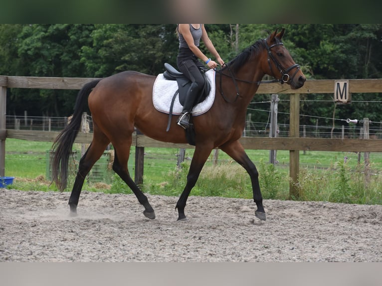 Autres races Jument 5 Ans 163 cm Bai in Achtmaal