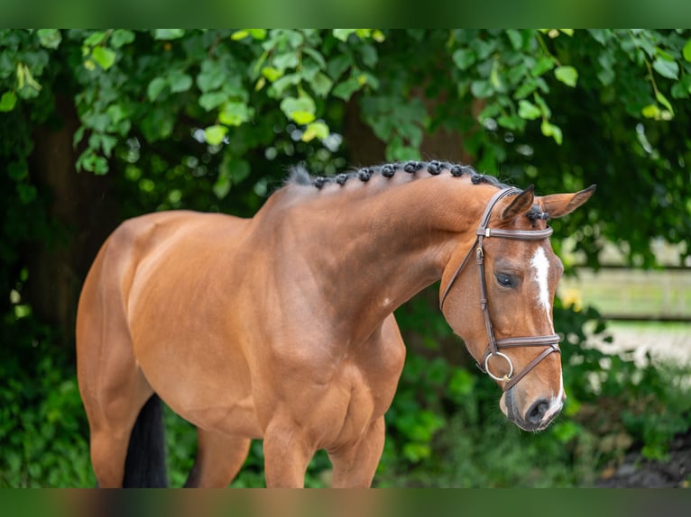 Autres races Jument 5 Ans 166 cm Alezan in GROTE-BROGEL