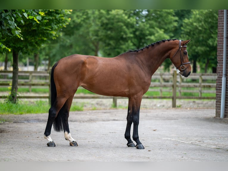 Autres races Jument 5 Ans 166 cm Alezan in GROTE-BROGEL