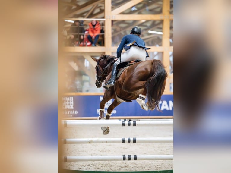 Autres races Jument 5 Ans 170 cm Alezan brûlé in Jasiunai