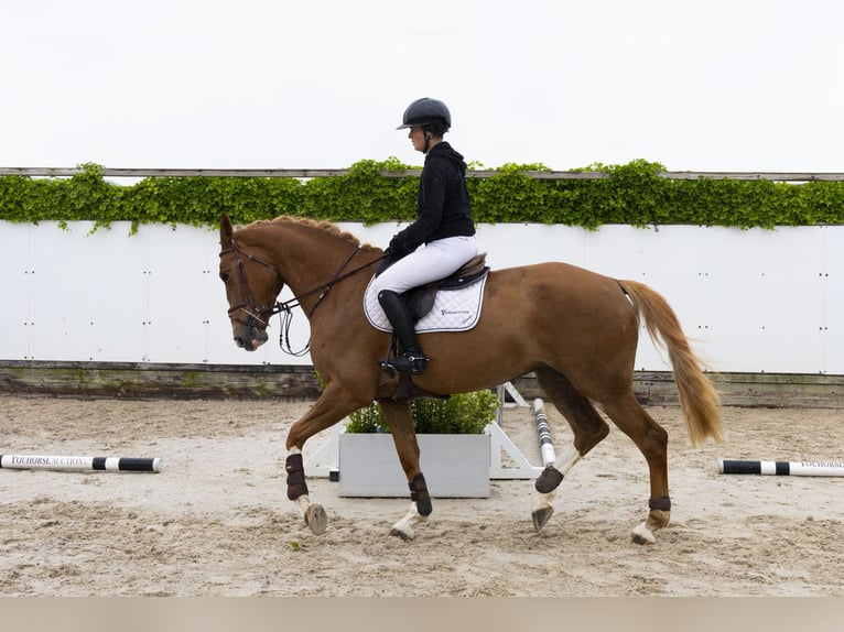 Autres races Jument 5 Ans 172 cm Alezan in Waddinxveen