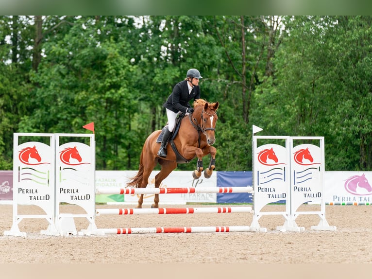 Autres races Jument 5 Ans Alezan brûlé in Lasnamäe