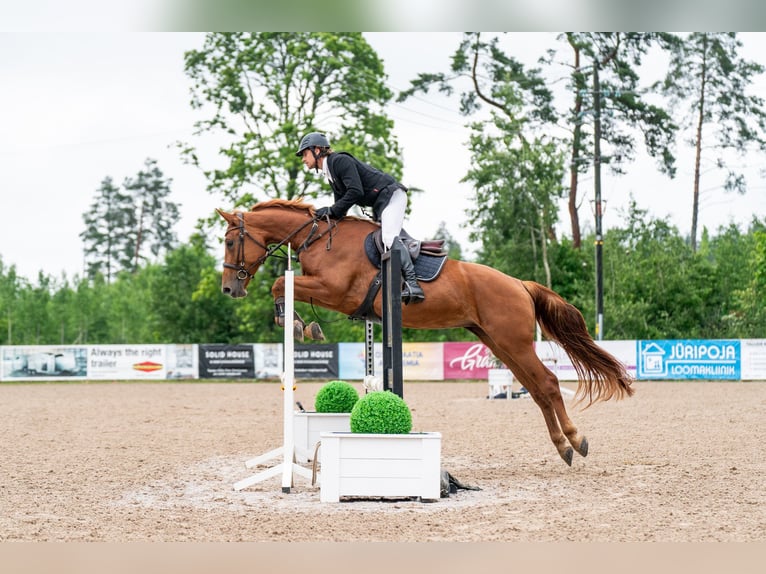 Autres races Jument 5 Ans Alezan brûlé in Lasnamäe