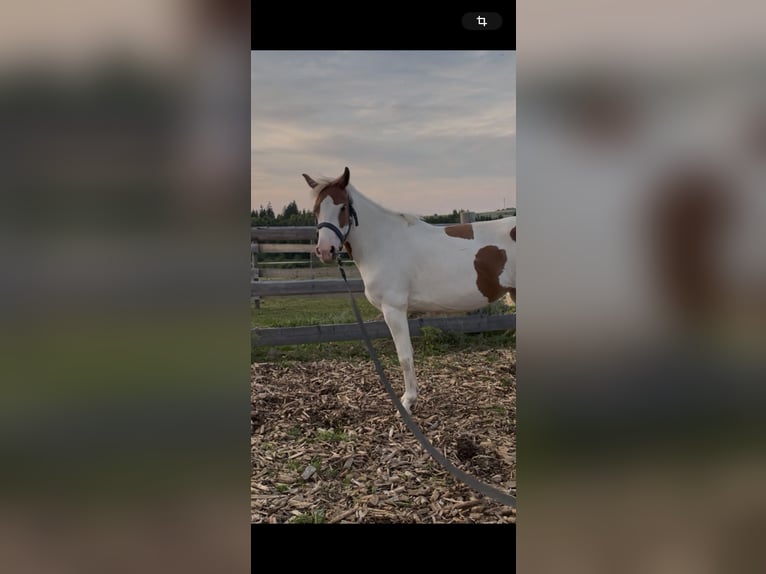 Autres races Jument 6 Ans 135 cm Pinto in Selbitz