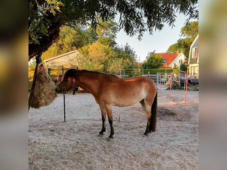 Autres races Jument 6 Ans 137 cm Bai in Tolkamer