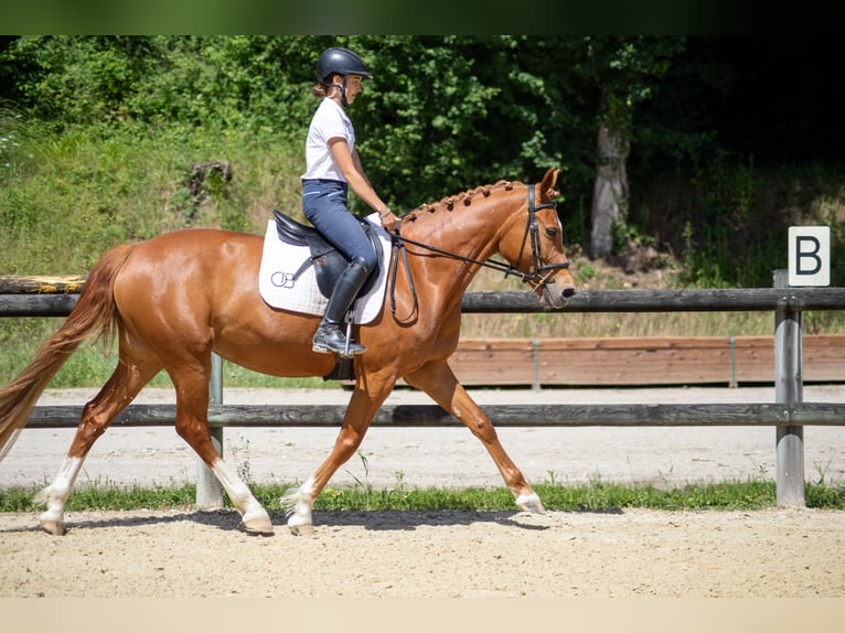 Autres races Jument 6 Ans 147 cm Alezan in Oytier-Saint-Oblas