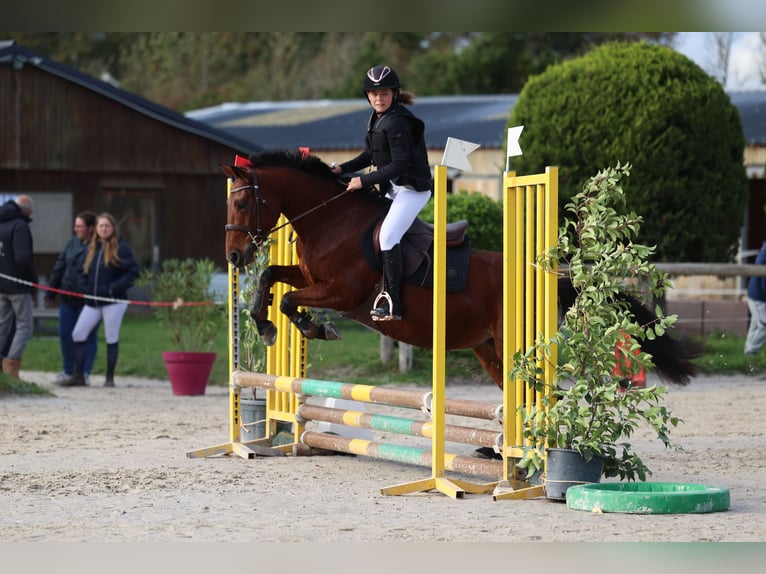 Autres races Jument 6 Ans 148 cm Bai cerise in Itteville