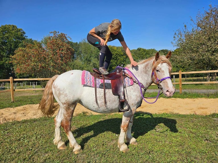 Autres races Jument 6 Ans 152 cm Léopard in Linkenbach