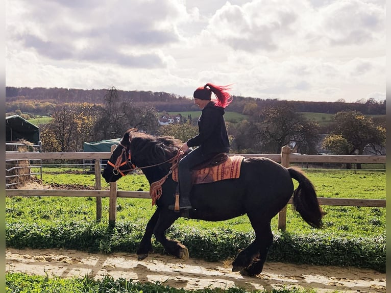 Autres races Jument 6 Ans 152 cm Noir in Linkenbach