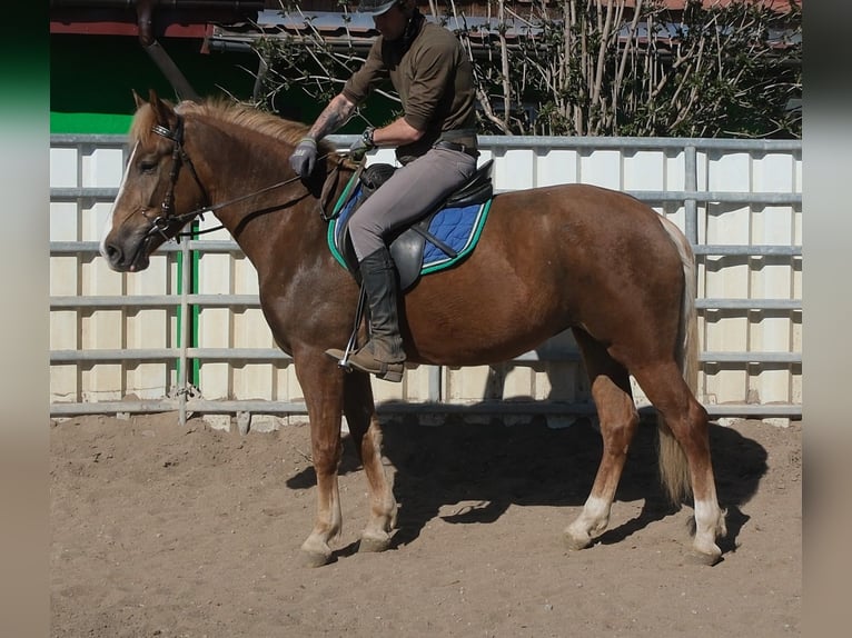 Autres races Jument 6 Ans 153 cm Alezan brûlé in Buttstädt