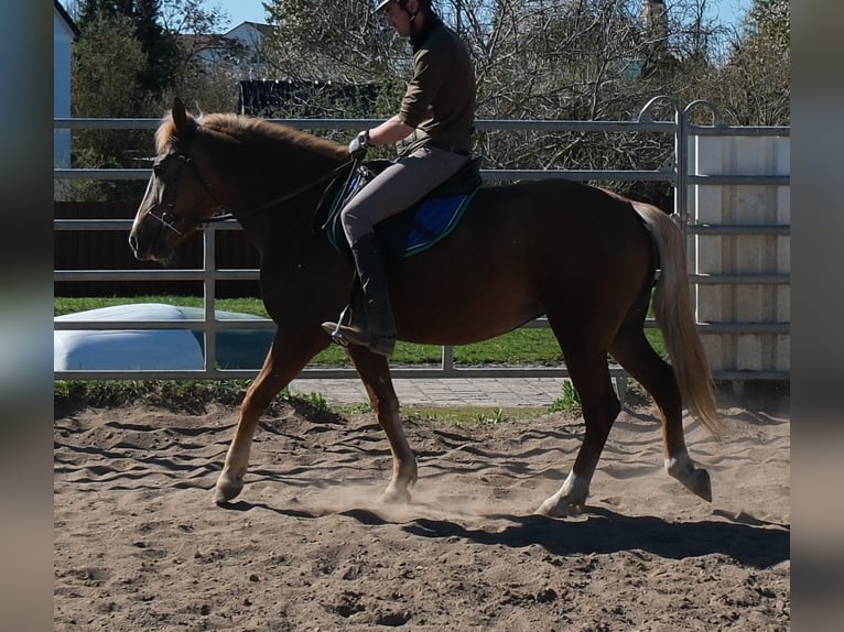 Autres races Jument 6 Ans 153 cm Alezan brûlé in Buttstädt