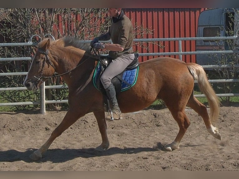 Autres races Jument 6 Ans 153 cm Alezan in Buttstädt