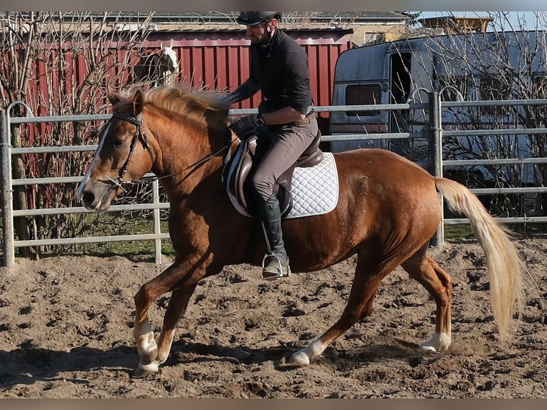 Autres races Jument 6 Ans 154 cm Alezan in Buttstädt