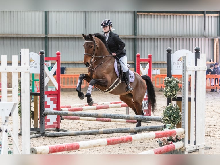 Autres races Jument 6 Ans 157 cm Bai cerise in Wales