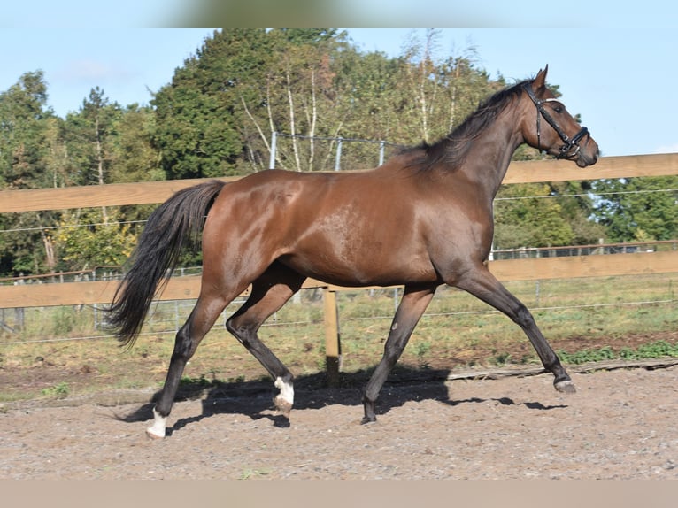 Autres races Jument 6 Ans 157 cm Bai in Achtmaal