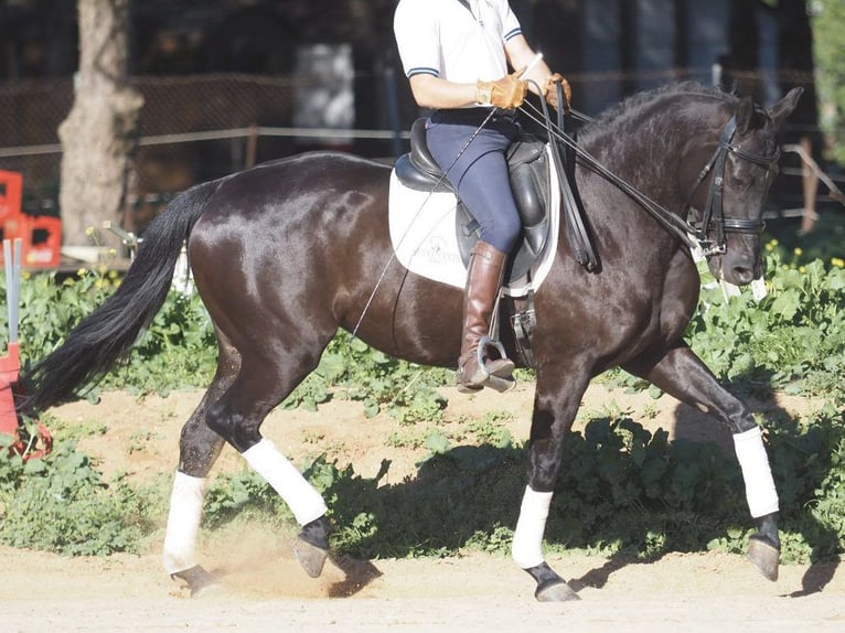 Autres races Jument 6 Ans 158 cm Noir in NAVAS DEL MADRONO