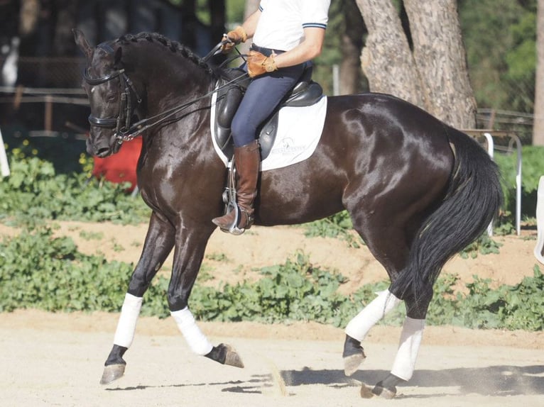 Autres races Jument 6 Ans 158 cm Noir in NAVAS DEL MADRONO