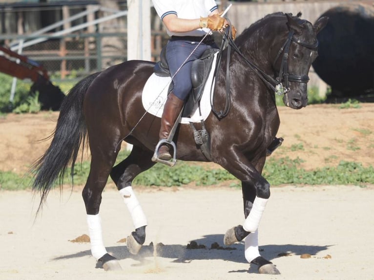 Autres races Jument 6 Ans 158 cm Noir in NAVAS DEL MADRONO