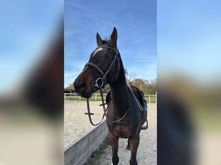 Autres races Jument 6 Ans 162 cm Bai brun in Le Mans