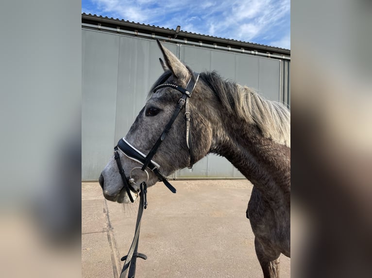 Autres races Jument 6 Ans 162 cm Gris in Venray