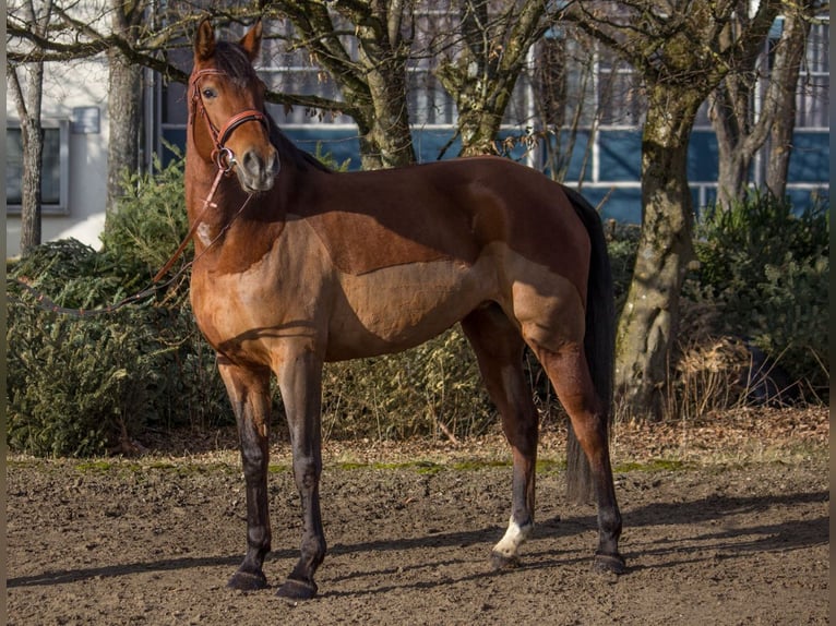 Autres races Jument 6 Ans 164 cm Bai in Schwäbisch Gmünd