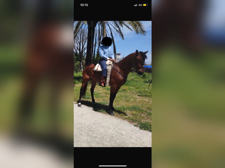 Autres races Croisé Jument 6 Ans 165 cm Bai cerise in Jerez de la Frontera
