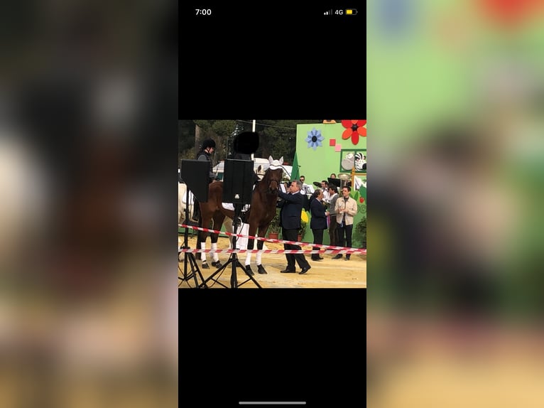 Autres races Croisé Jument 6 Ans 165 cm Bai cerise in Jerez de la Frontera