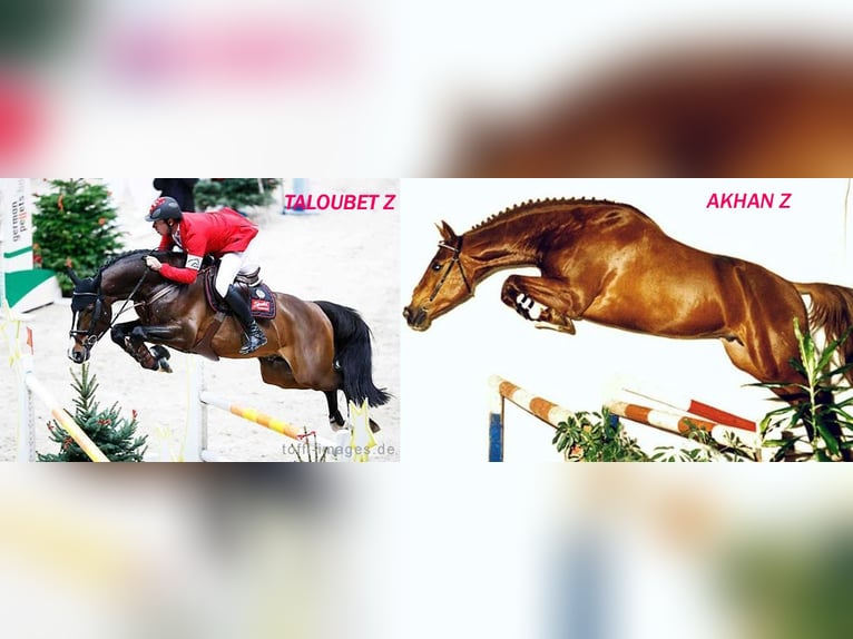Autres races Jument 6 Ans 165 cm Bai cerise in Ruse