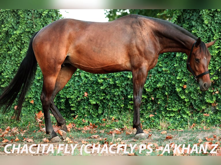 Autres races Jument 6 Ans 165 cm Bai cerise in Ruse