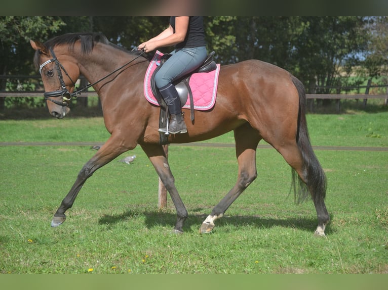 Autres races Jument 6 Ans 165 cm Bai in Breda