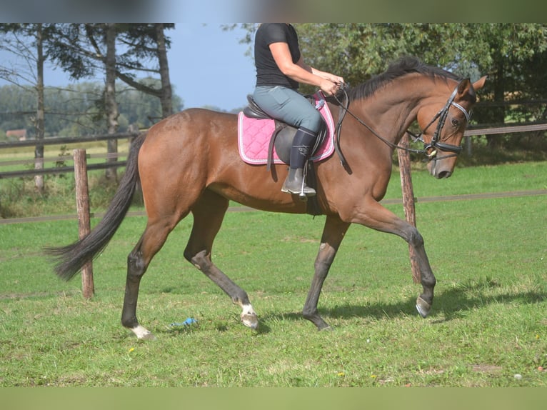 Autres races Jument 6 Ans 165 cm Bai in Breda